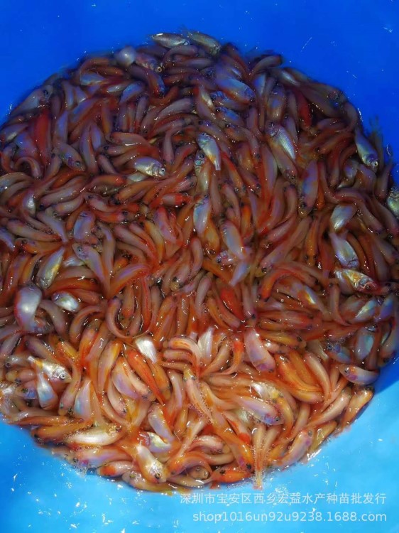 【基地熱賣】 魚苗批發(fā) 紅羅非魚苗 彩虹鯛魚苗 活體魚類