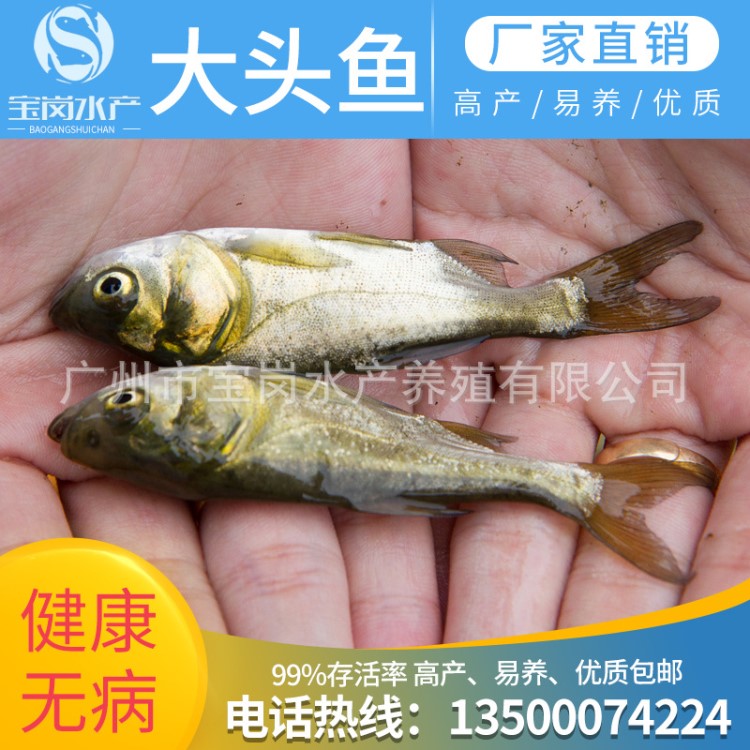 花鰱 鳙魚苗 胖頭苗 大頭魚苗 放生魚 淡水魚塘養(yǎng)殖四大家魚