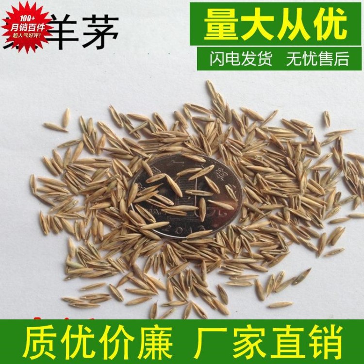 批發(fā)四季青草坪種子 紫羊茅草坪種子 養(yǎng)牛羊牧草種子可到付