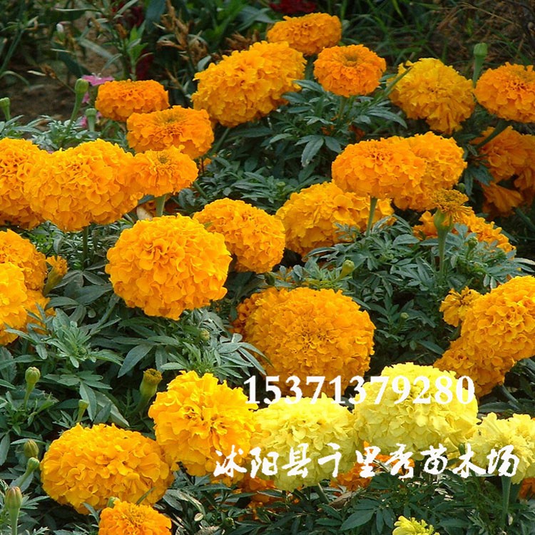 批發萬壽菊種子臭芙蓉萬壽燈蜂窩菊臭菊花蝎子菊金菊花質優價廉