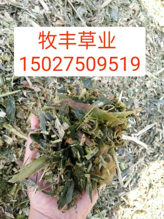 青儲(chǔ)飼料樣品牛羊鹿驢粗飼料玉米秸稈青儲(chǔ)粉碎套袋壓塊飼料