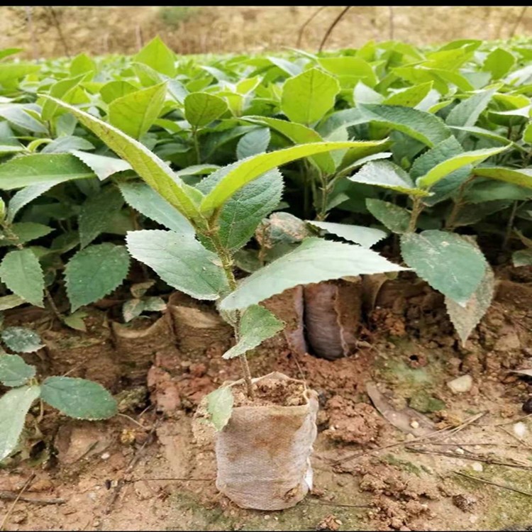 五指毛桃苗批發(fā) 五指毛桃種植基地 基地銷售藥材苗 一手貨源