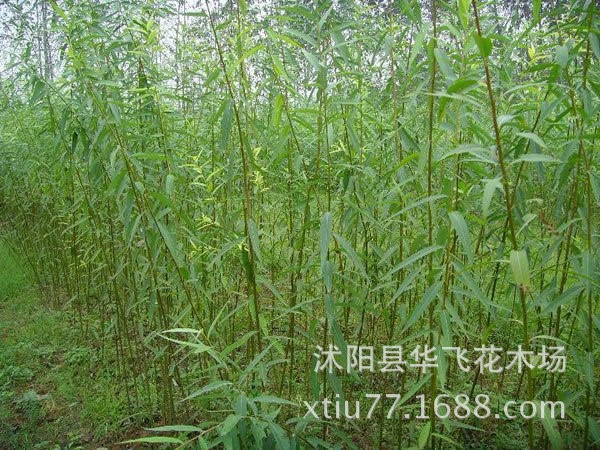 竹柳 速生竹柳 美國竹柳 竹柳苗 竹柳樹 基地直銷