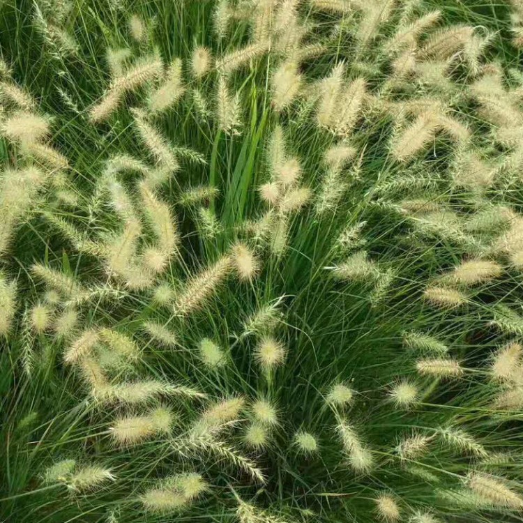 小兔子狼尾草 紫叶狼尾草 白美人狼尾草 水生植物 地被草花