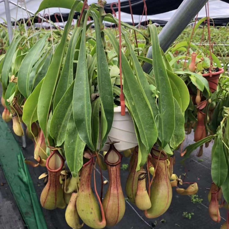 基地直銷】室內陽臺觀賞性綠植食蟲草捕蠅草驅蚊草 180#豬籠草
