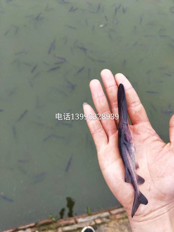 鴨嘴鱘魚苗（匙吻鱘）魚苗