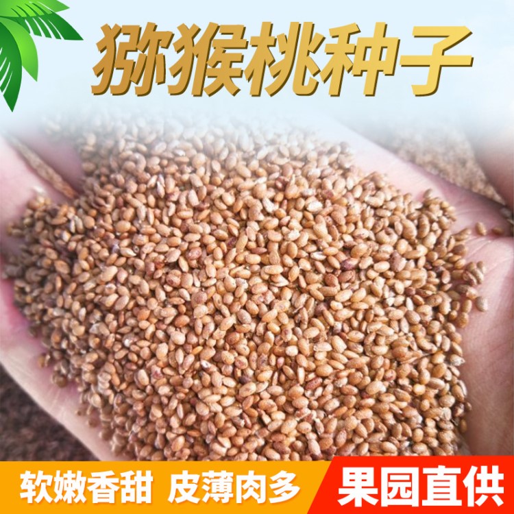 供應獼猴桃種子 獼猴桃籽 亞麻酸油原料 廠價批發【特級