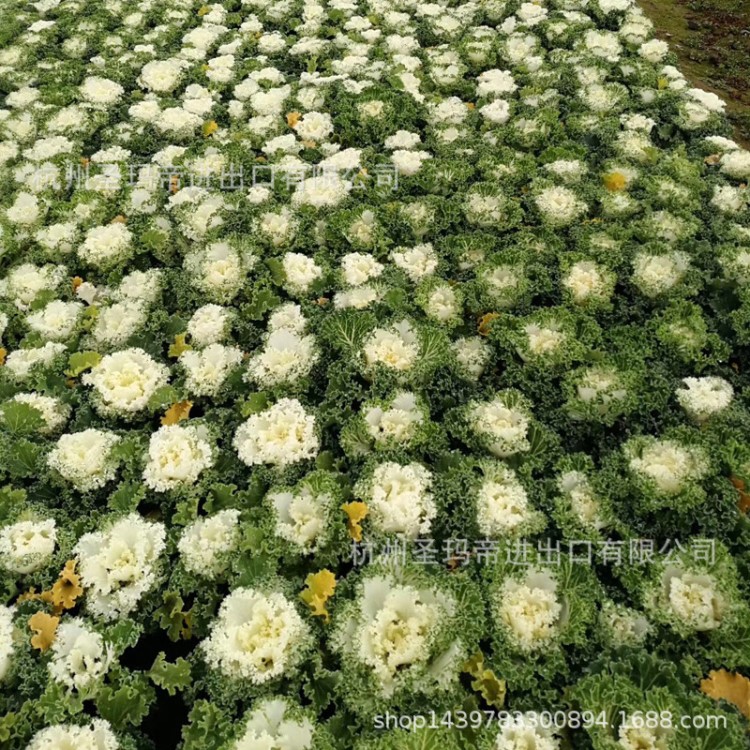 冬季耐寒花卉盆栽景觀綠植工程庭院綠化賞葉植物批發(fā)皺葉羽衣甘藍(lán)