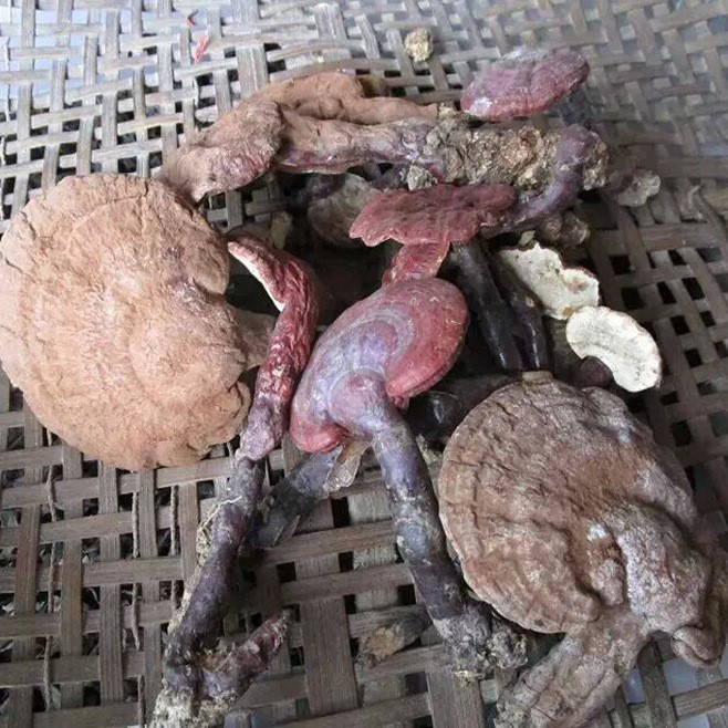 靈芝 野生小靈芝 干靈芝 整朵靈芝 靈芝菌 天然赤芝 木靈芝250G