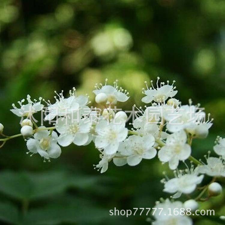 批發(fā)珍珠梅苗 開花滿枝如雪似珍珠 珍珠梅花 又名雪梅 梅花樹苗