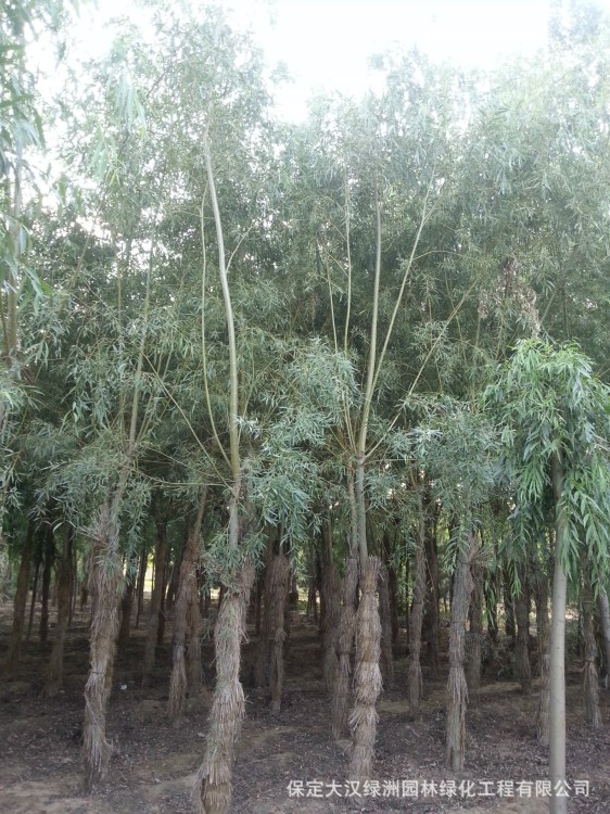 黃柳批發 綠化苗木出售  黃柳樹苗價格實惠  數量多規格
