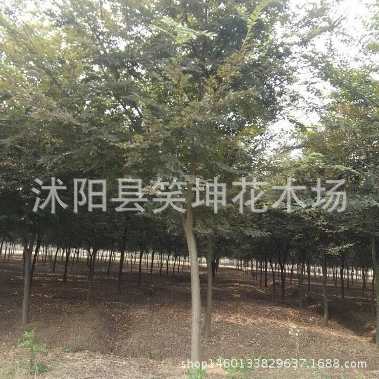 供應 紅櫸樹 又名大葉櫸綠化工程 的櫸樹苗成交率高基地發(fā)貨