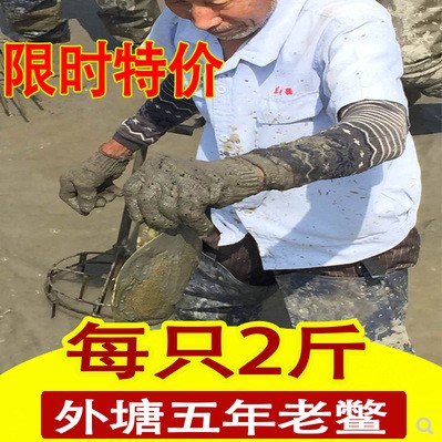 2斤大甲魚活體包郵中華老鱉八水魚鮮活團魚滋補食用水魚青黑色