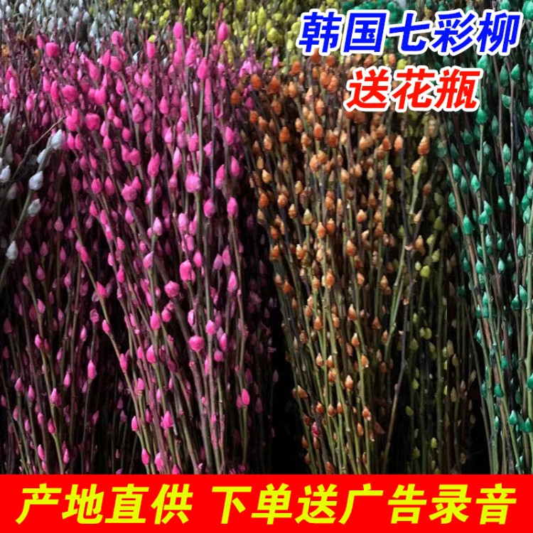 鮮花批發韓國七彩柳多色七彩柳條銀柳鮮枝干花七彩花束人工染色花