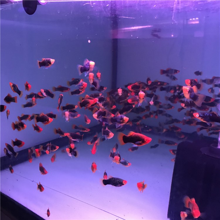 藍月光魚活體 胎生魚 熱帶觀賞魚 昂陽漁場直銷包活 水族世界