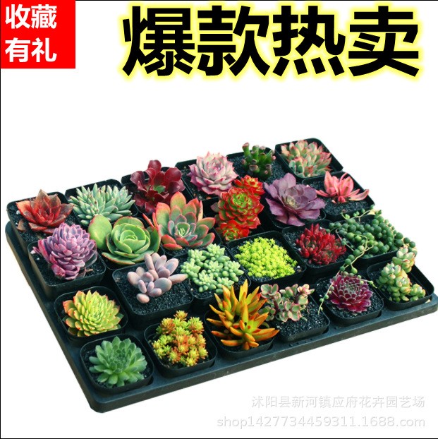 多肉植物批發(fā) 花卉盆栽品相飽滿組合肉肉植物低價(jià)基地直銷