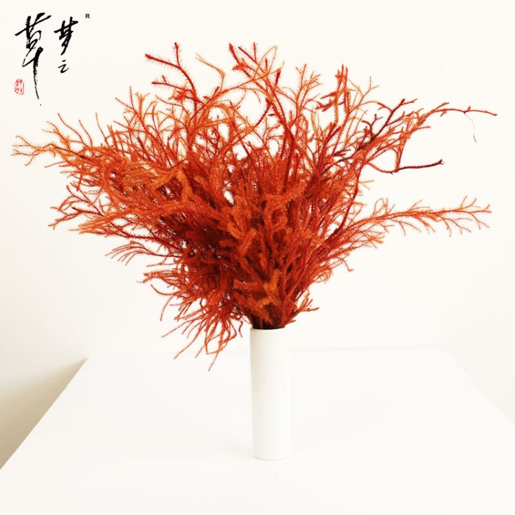 跨境創(chuàng)意款夢之草永生花石松花材干花禮盒亞馬遜圣誕禮物直銷