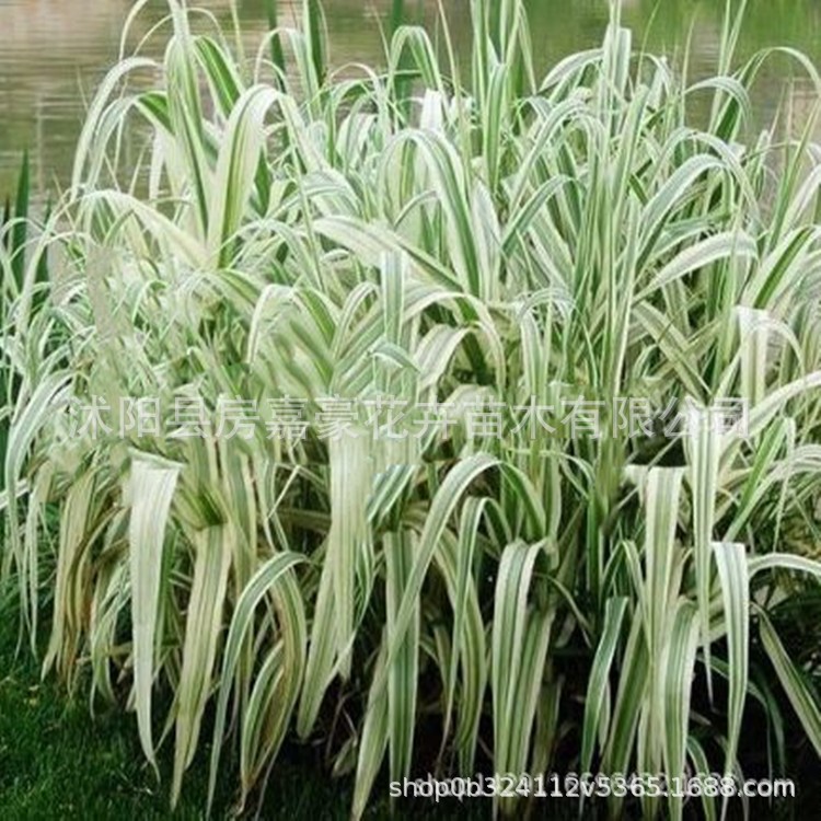 水生花卉植物 花叶芦竹 用于庭院池塘观赏水景园 庭院观赏植物