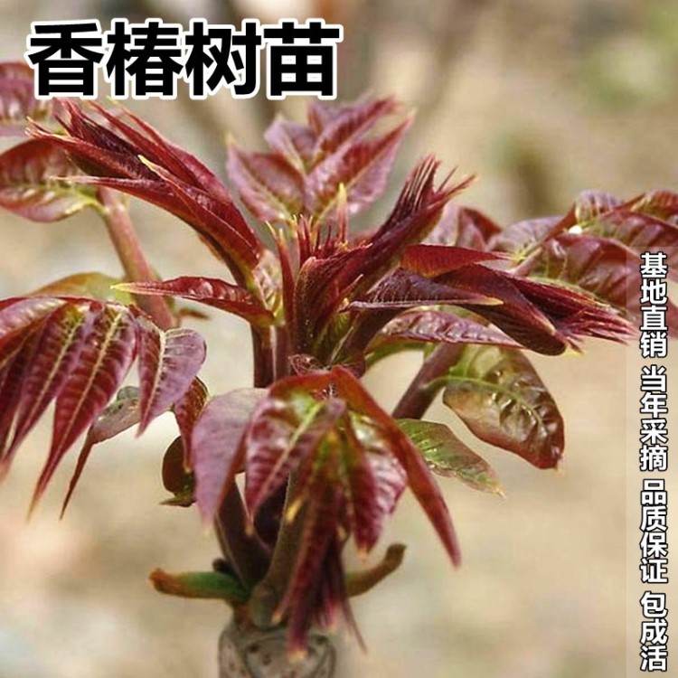 香椿树苖 红油香椿苗 盆栽地栽南方北方种植食用香椿树苗