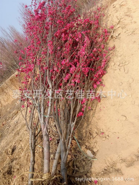 山東龍柱碧桃基地，6公分龍珠碧桃價(jià)格，龍珠碧桃銷售