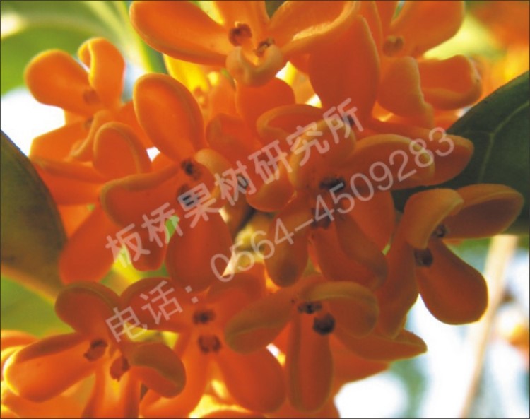 狀元紅桂 耐寒品種 嫁接桂花樹苗 桂花盆栽