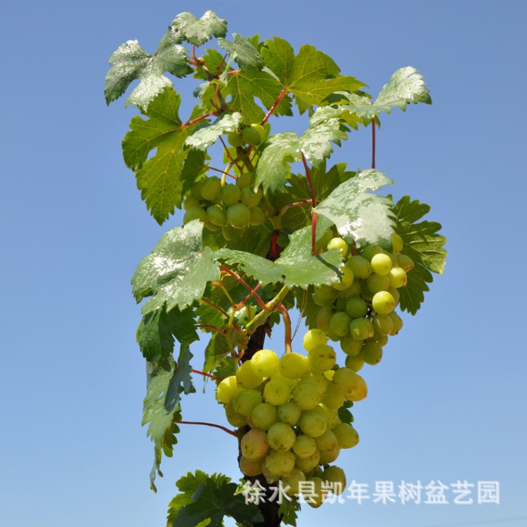 微型盆栽植物基地 微型盆栽盆栽葡萄 玫瑰香葡萄  量大從優(yōu)