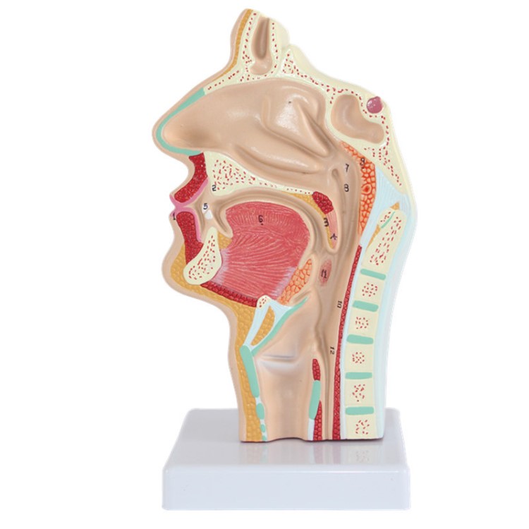 人体鼻腔口腔咽喉解剖模型 鼻腔咽口咽腔 喉咽腔鼻腔口腔纵切模型