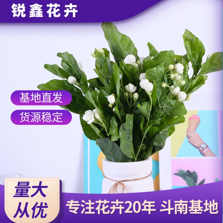 鮮花批發(fā) 昆明鮮花基地茉莉花鮮切花客廳臥室玄關(guān)插花茉莉鮮切花