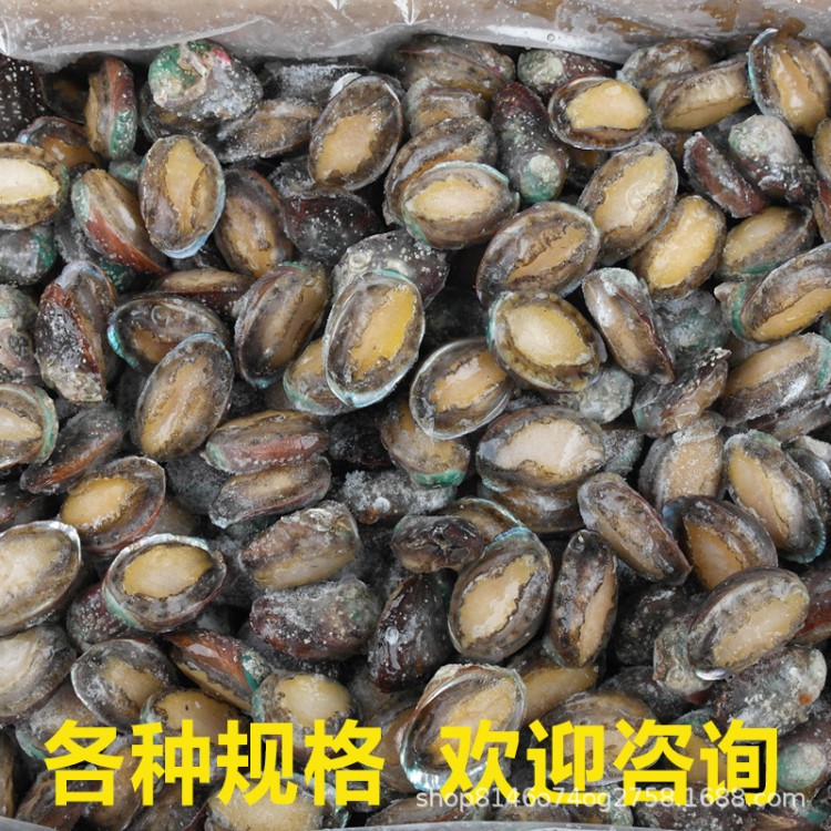 廠家直銷 鮑魚冷凍 速凍鮑魚肉 新鮮大小鮑魚 貝類海鮮水產(chǎn)批