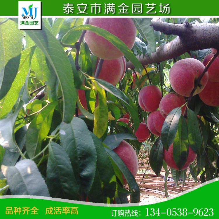 桃苗 桃樹苗 紅桃苗 早熟桃新品種 精品日本大紅桃 顏色鮮紅耐藏