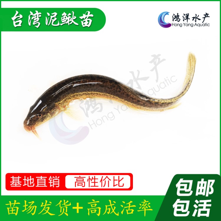 廠家批發(fā)臺(tái)灣泥鰍苗泥鰍水花淡水養(yǎng)殖活體魚苗批發(fā)