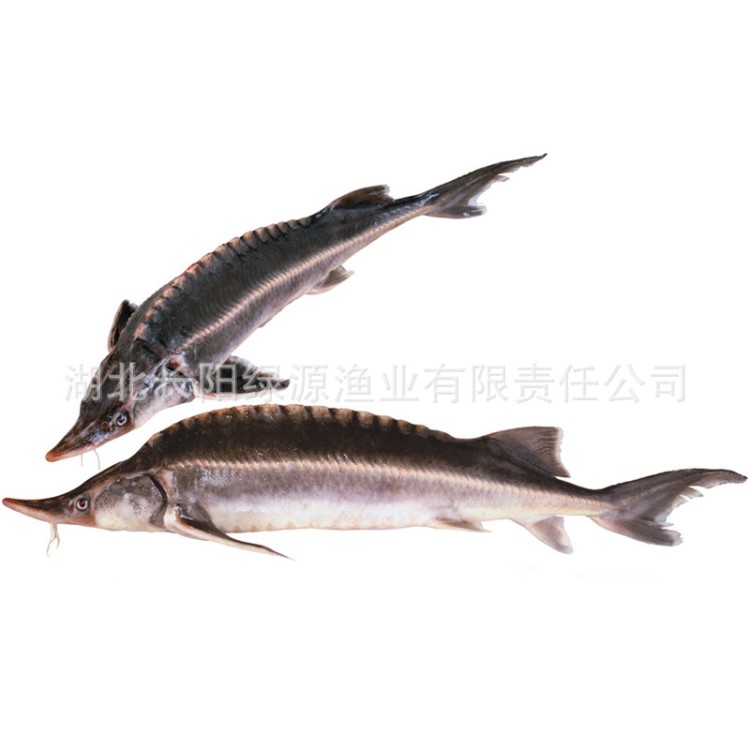 清江鱘龍 野生淡水鱘龍魚 湖北鮮活水產(chǎn)養(yǎng)殖場 批發(fā)