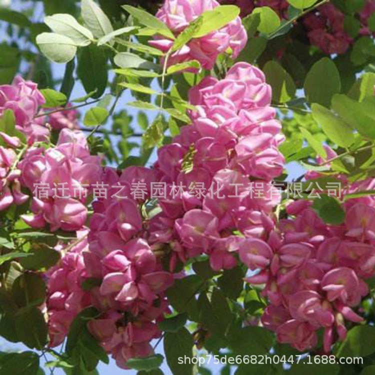 香花槐樹苗綠化花木庭院觀賞行道點(diǎn)綴氣味芳香規(guī)格香花槐直銷