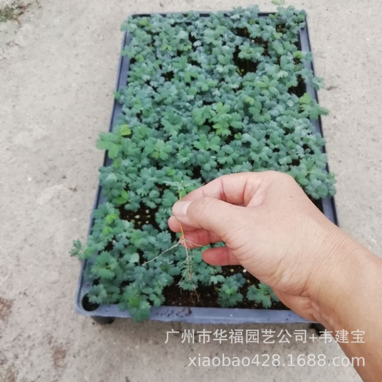 源頭廠家室外觀花風景樹植物 銀葉金合歡苗 園林花卉種苗批發