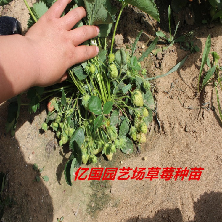 適合河南洛陽種植草莓苗妙香草莓苗紅顏草莓白雪公主草莓苗新品種