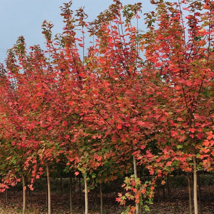 供應(yīng)紅楓毛種子 美國紅楓種子 色塊植物苗木 綠化樹花卉種子