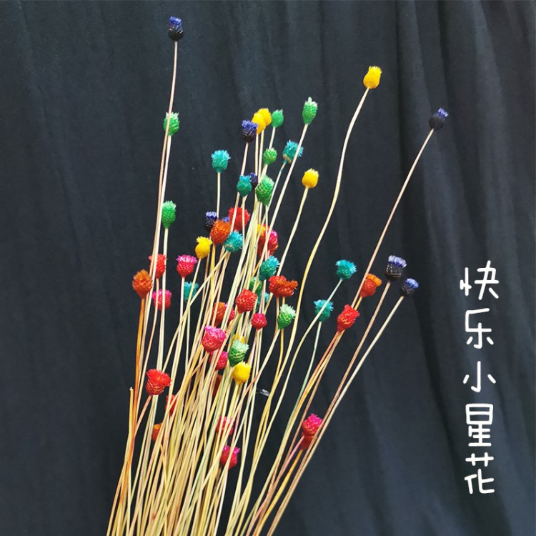 批發(fā)小清新干花 永生花巴西迷你快樂(lè)小星花 家居飾品擺件零售