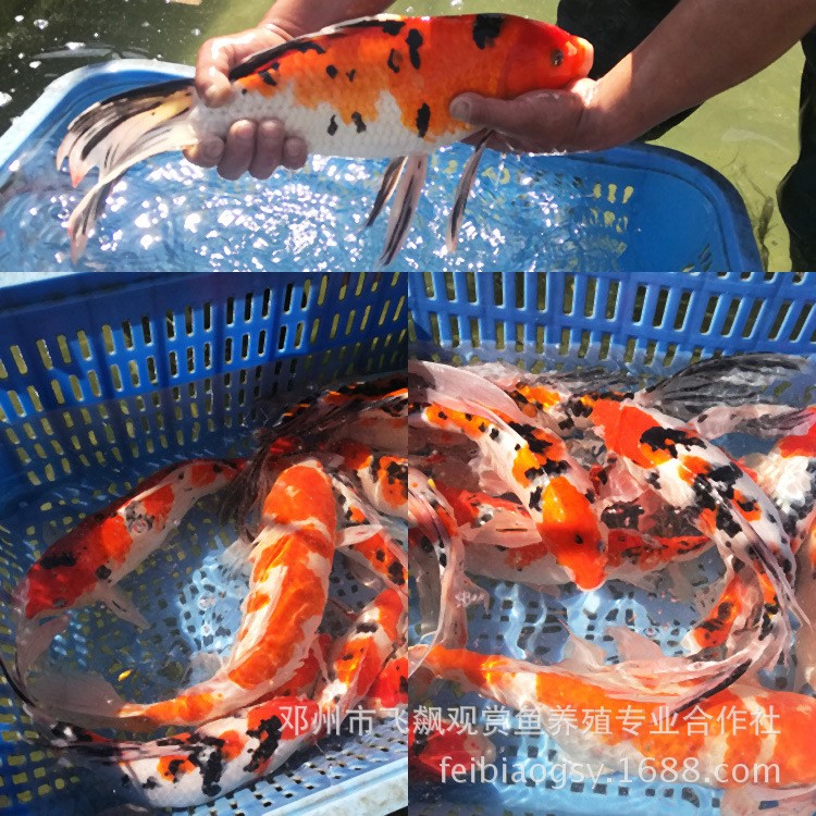 渔场批发观赏鱼活体大型锦鲤鱼大正昭和红白锦鲤水花鱼苗