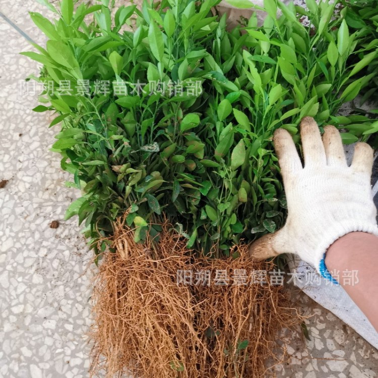 香橙小苗小葉軟枝香橙苗沃柑嫁接砧木苗籽播香橙實生苗