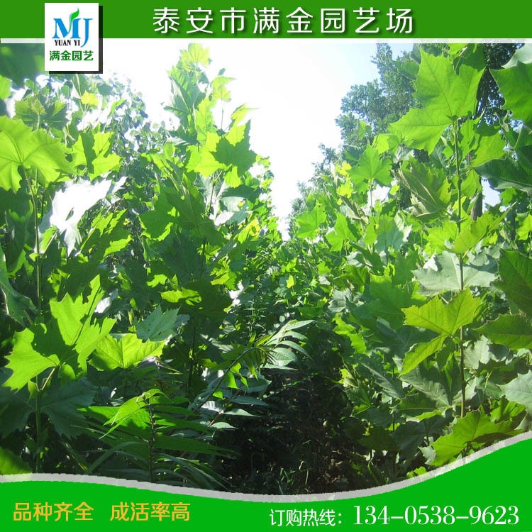 法國梧桐樹苗 速生法桐苗小苗 青皮梧桐樹樹苗 法國梧桐樹大苗