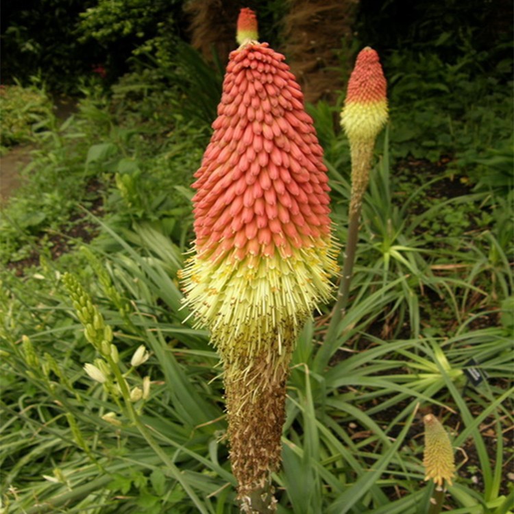 批發(fā)火炬花 基地直供 重慶水生植物 水生花卉 園林綠化植物