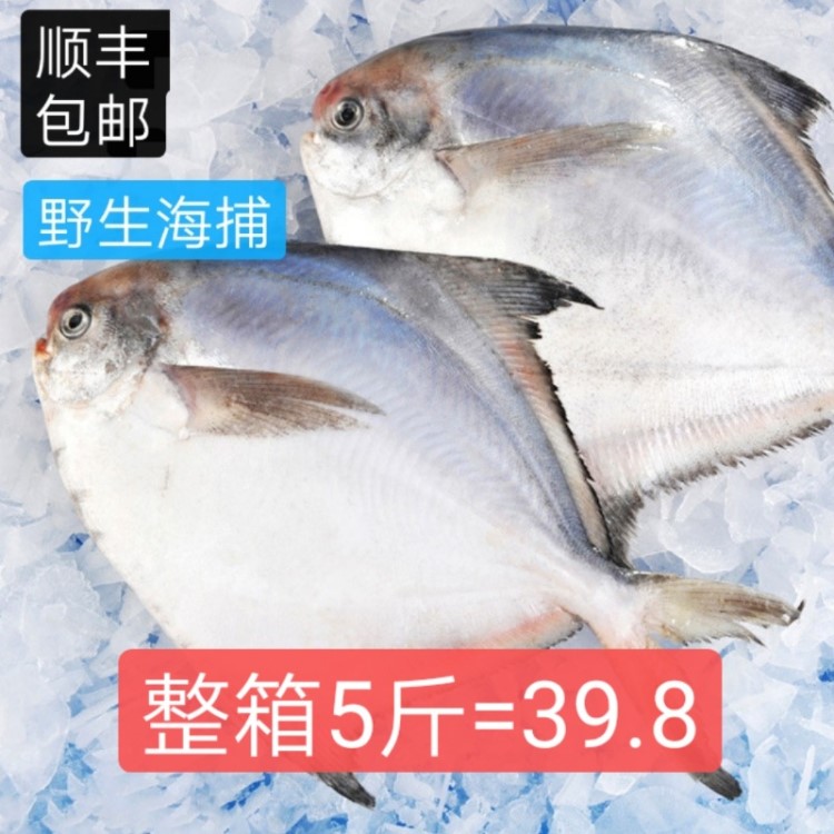 批發(fā)冷凍鯧魚野生小鯧魚 平魚扁魚冰凍平魚小白倉魚5斤順豐包郵