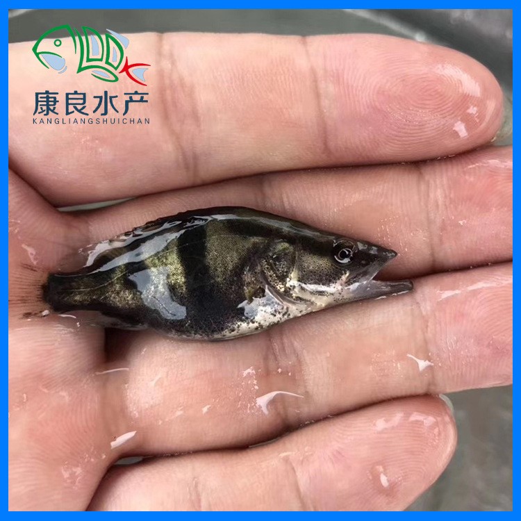 漁場直銷桂花魚苗 水產(chǎn)養(yǎng)殖鱖魚苗 淡水桂花苗桂魚魚苗