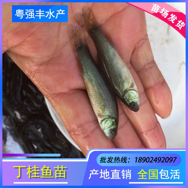 苗場直供丁桂魚苗 須魚歲 丁鱥 金歲魚 丁歲魚苗 批發(fā)