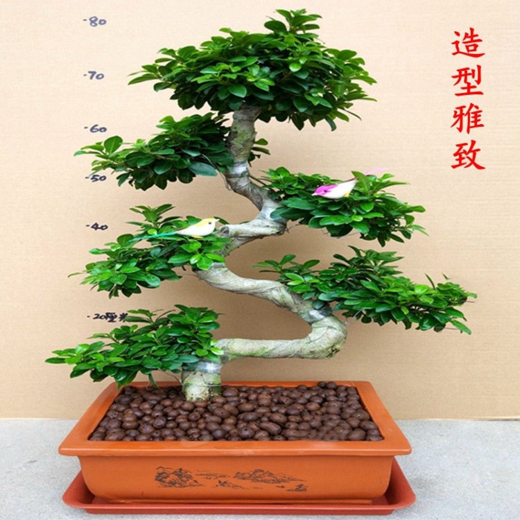 包郵大型小葉榕樹S造型盆景盆栽室內(nèi)綠植臺灣氣根客廳植物人參榕