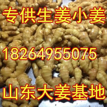 浙江生姜黃姜批發價格浙江小姜基地青州生姜市場莒縣姜種大姜行情