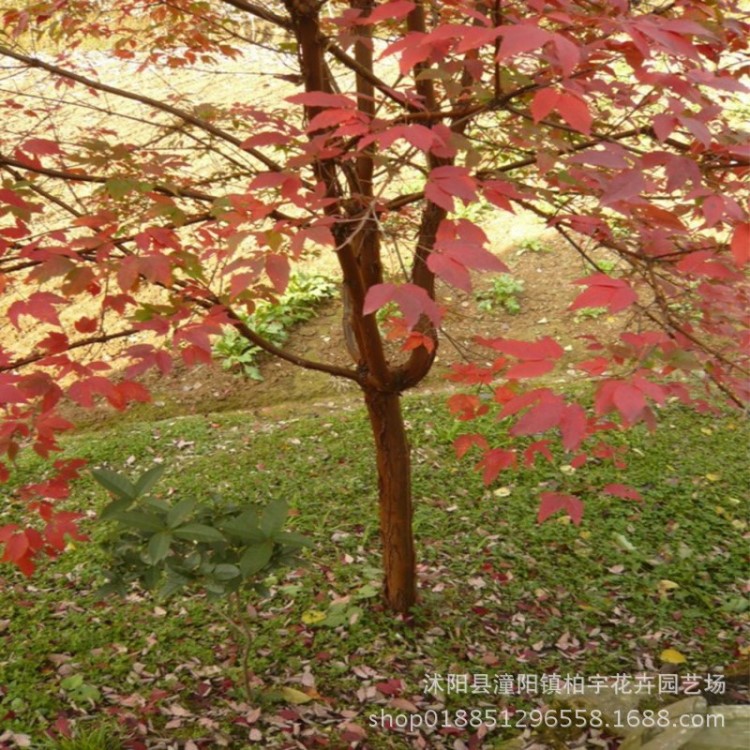 血皮槭種子 新采血皮槭種子 血皮槭種子紅色樹園林綠化喬木