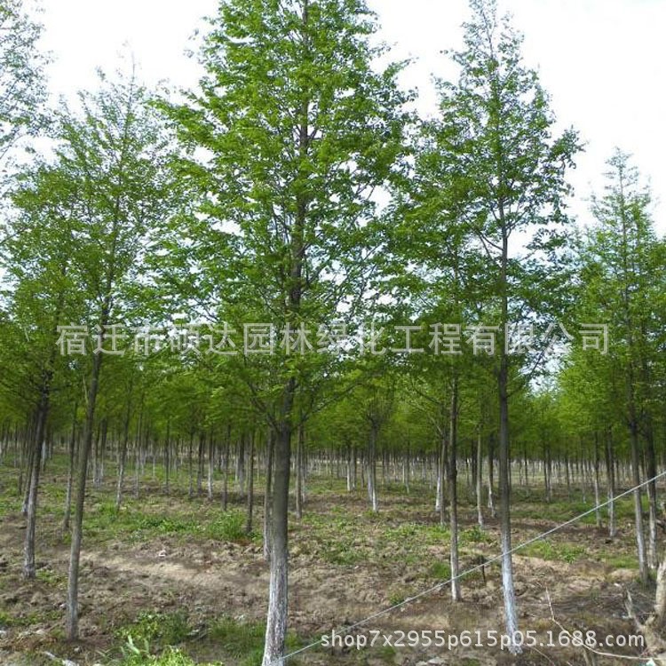 水杉樹苗批發(fā)彩色綠化苗木行道風(fēng)景樹落羽杉苗品種