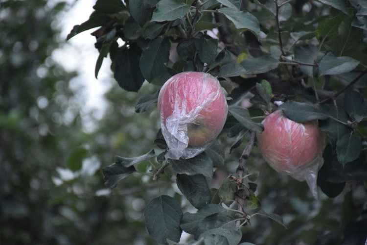 新鮮脆甜山西高原山區脆甜紅富士丑蘋果10斤一箱包郵產地直發代發