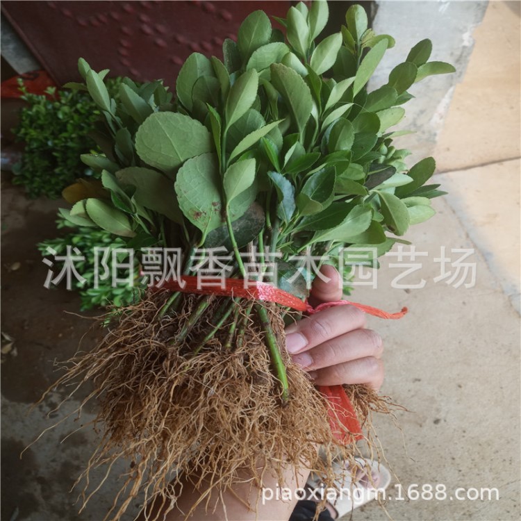 綠籬植物批發(fā) 小苗冬青、四季青大苗 冬青樹(shù)價(jià)格苗木花卉 盆栽